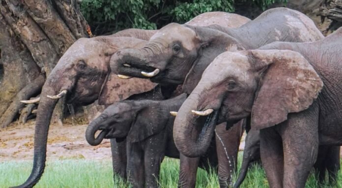 If Elephants Are Not Protected Next Generation Would See Them In Museums: Kerala High Court