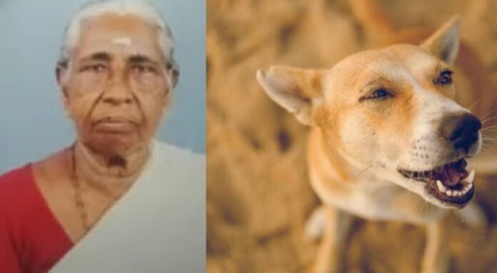 Stray dogs killed woman in alappuzha